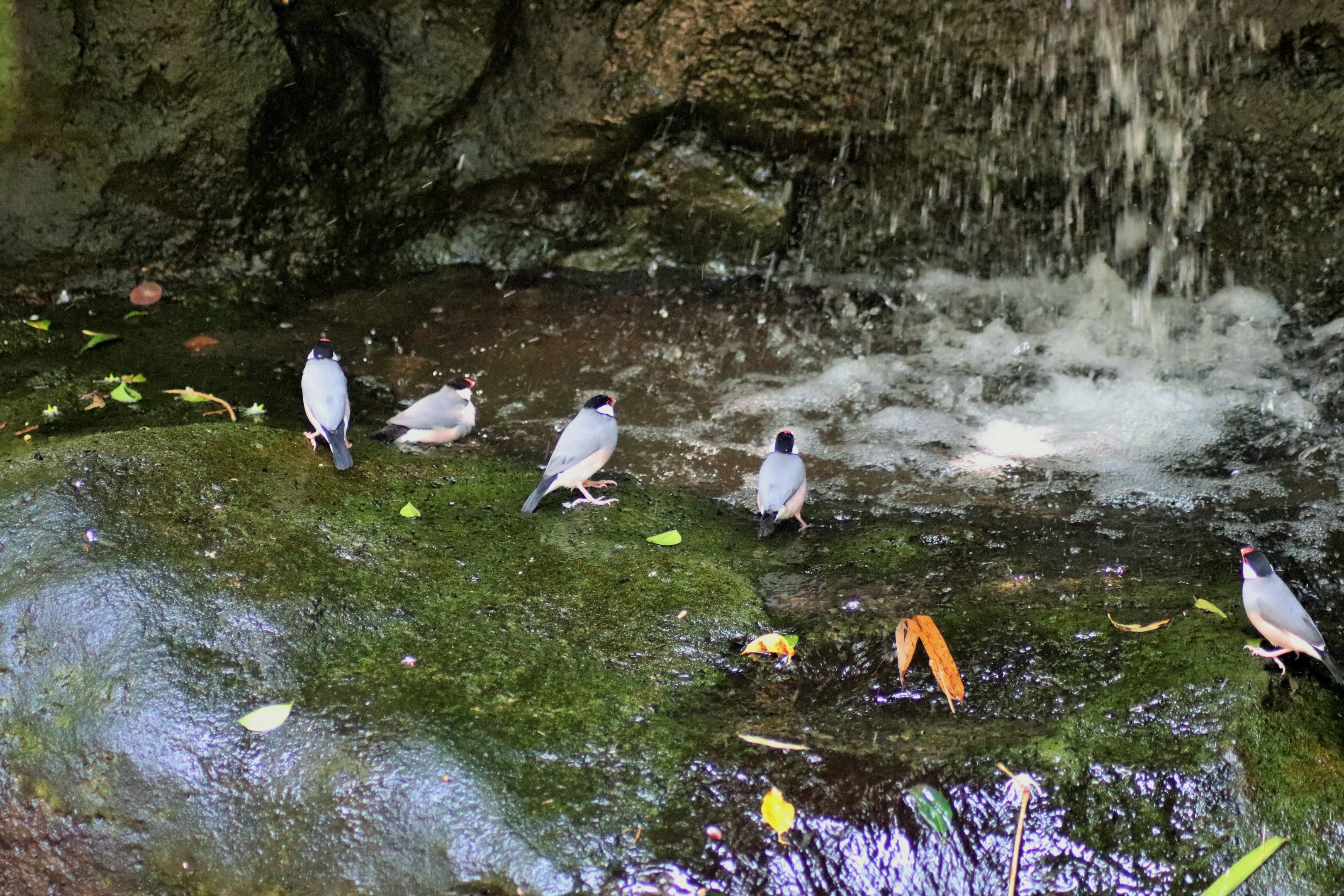 Bathing Java Sparrows (Lonchura oryzivora)