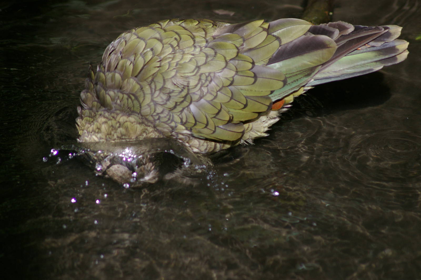bathing kea (Nestor notabilis)