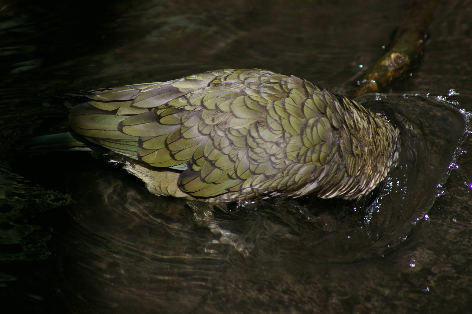 bathing kea (Nestor notabilis)