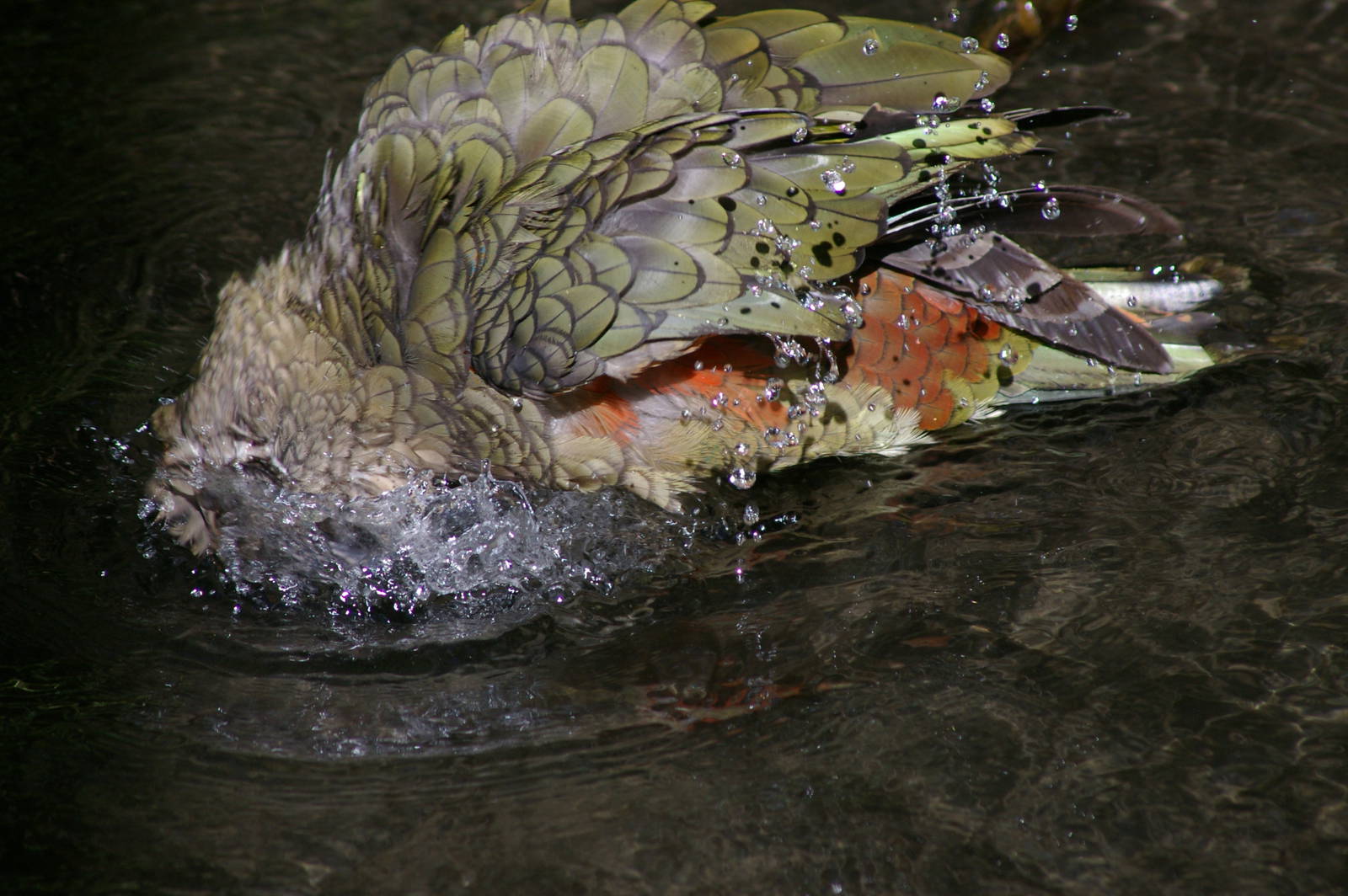 bathing kea (Nestor notabilis)