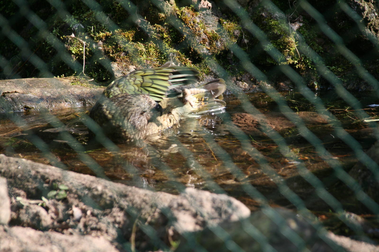 bathing Kea