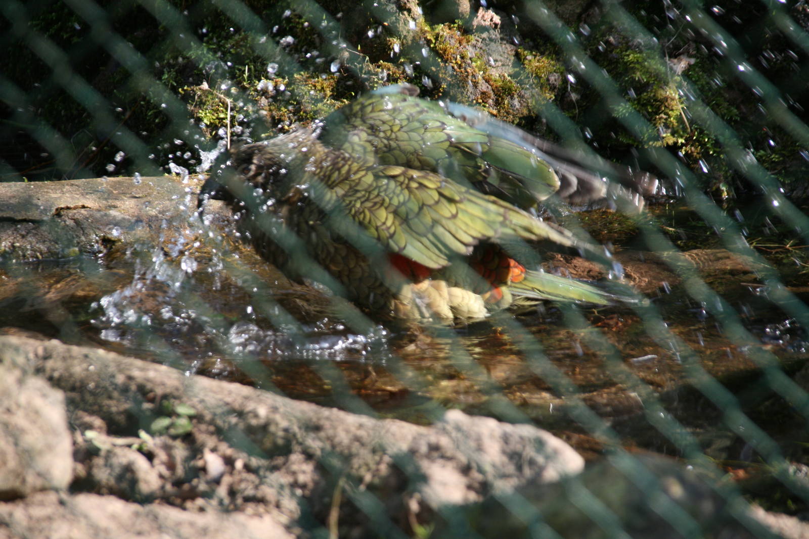 bathing Kea