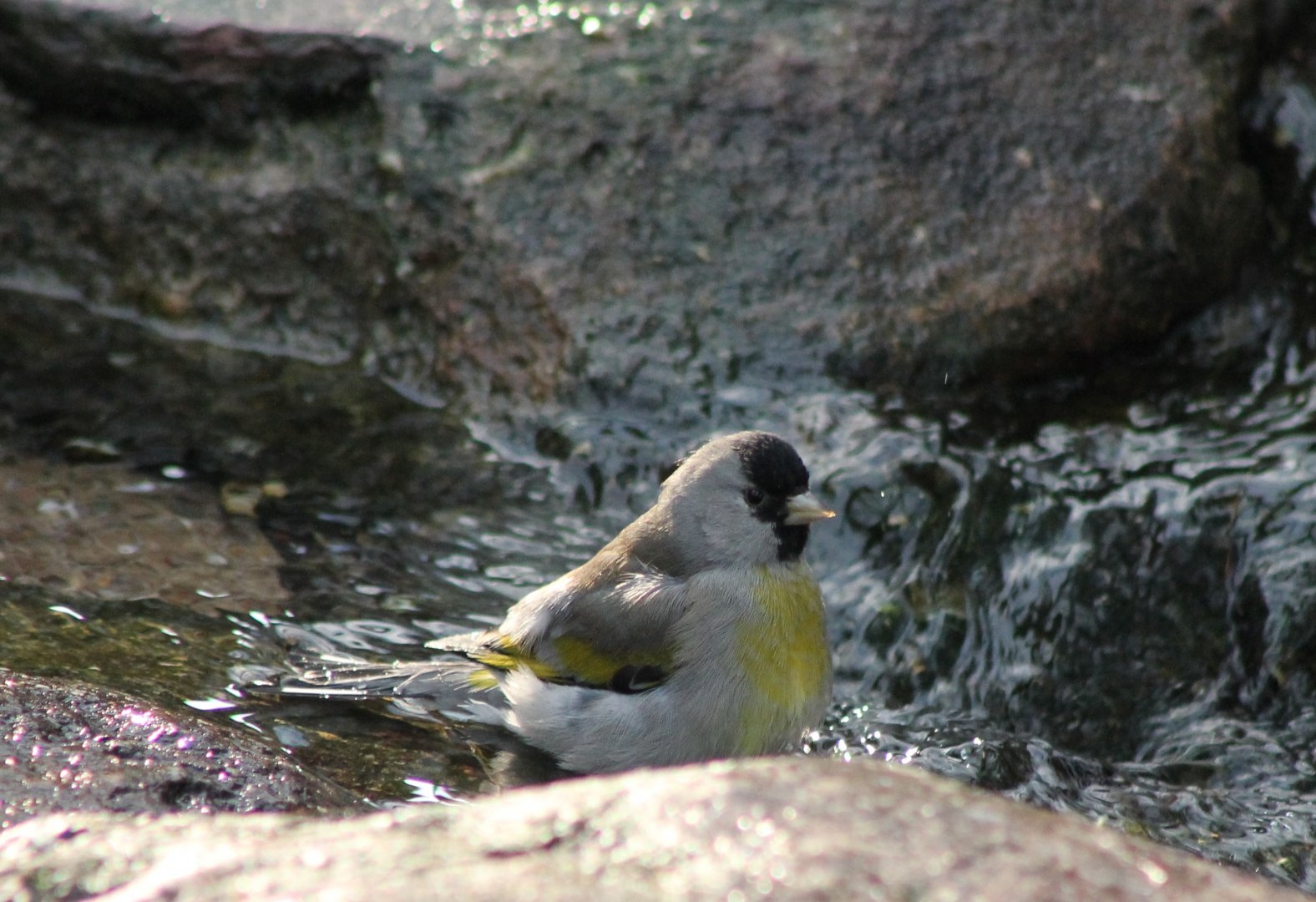 Bathing Lawrence goldfinch