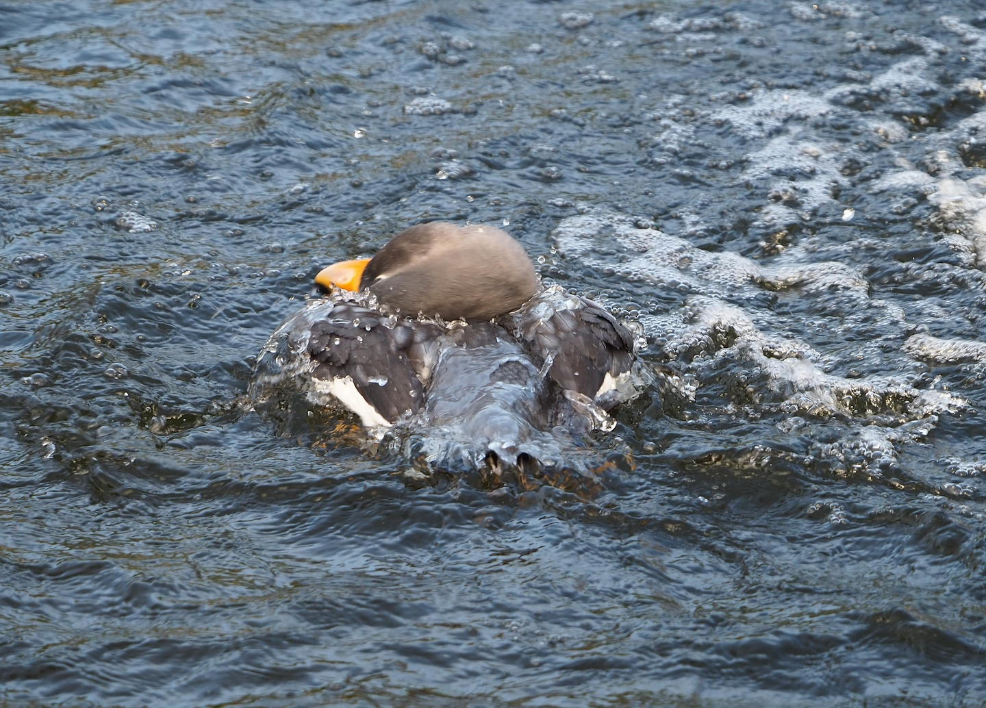 Bathing Magellanic flightless steamerduck (Tachyeres pteneres), 2024-01-01