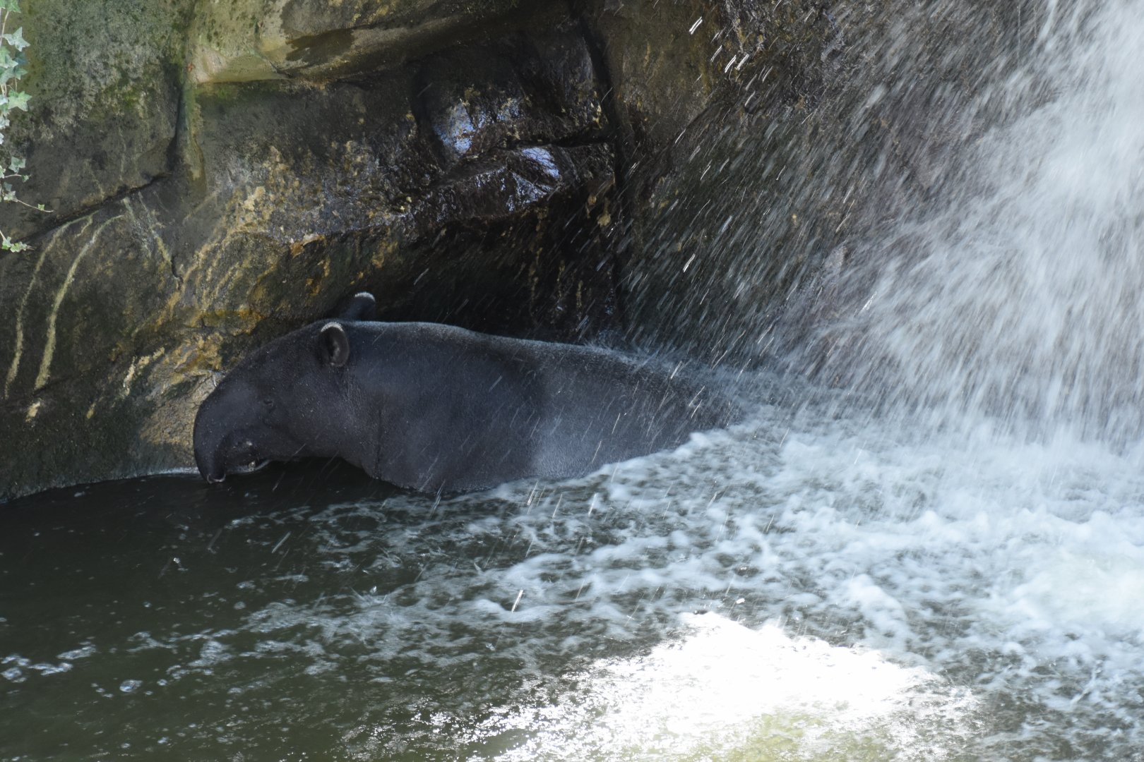 Bathing Malayan Tapir