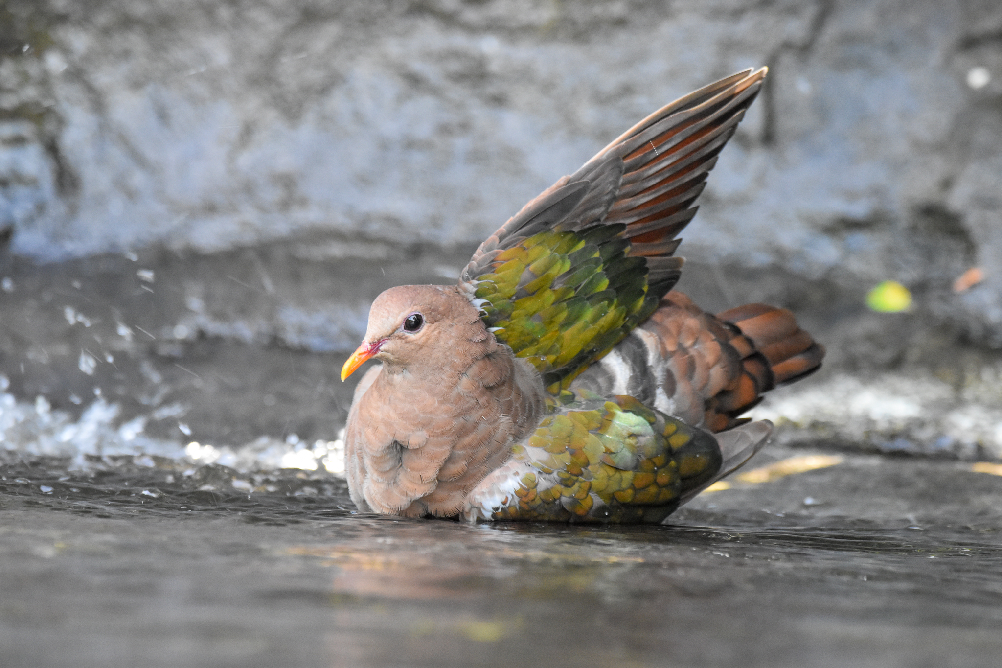 bathing Pacific Emerald Dove