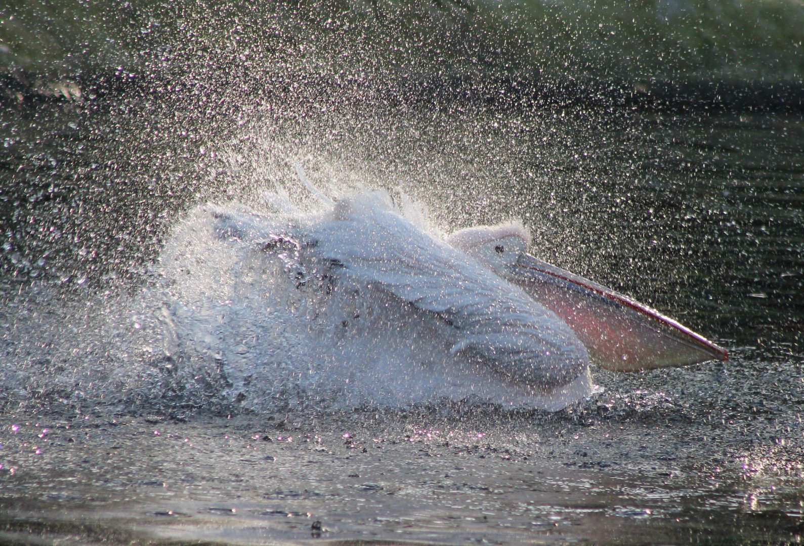 Bathing Pelican