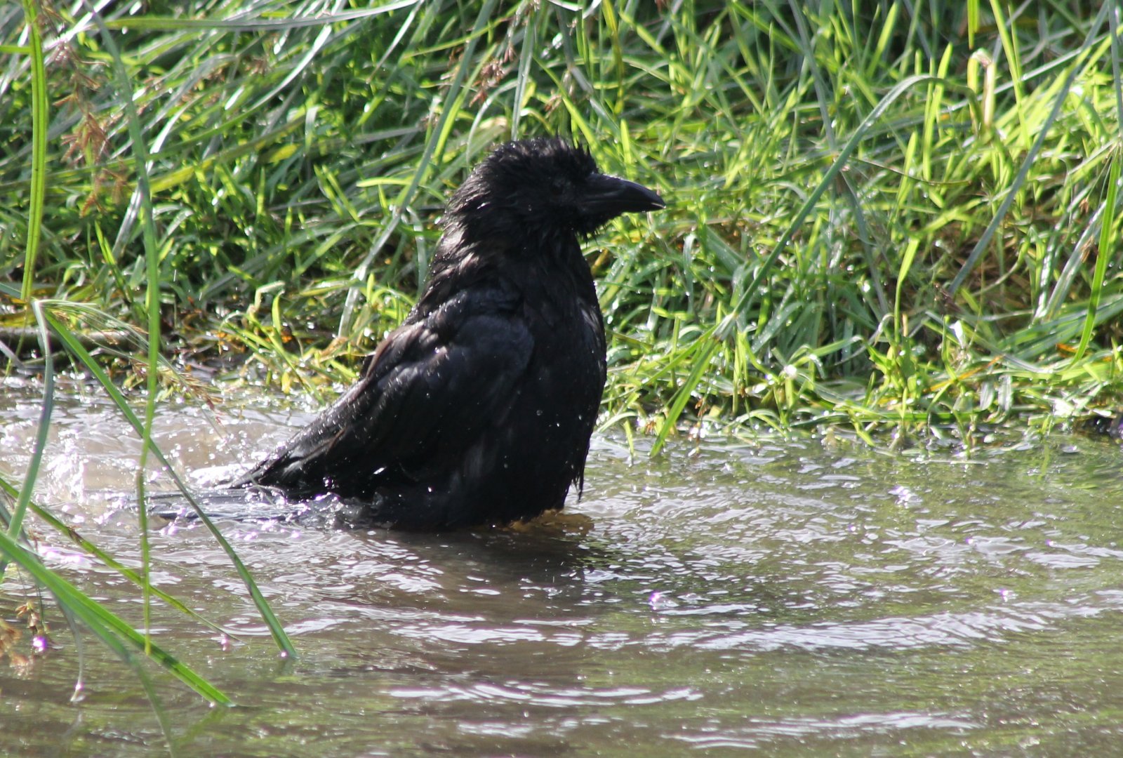 Bathing Raven