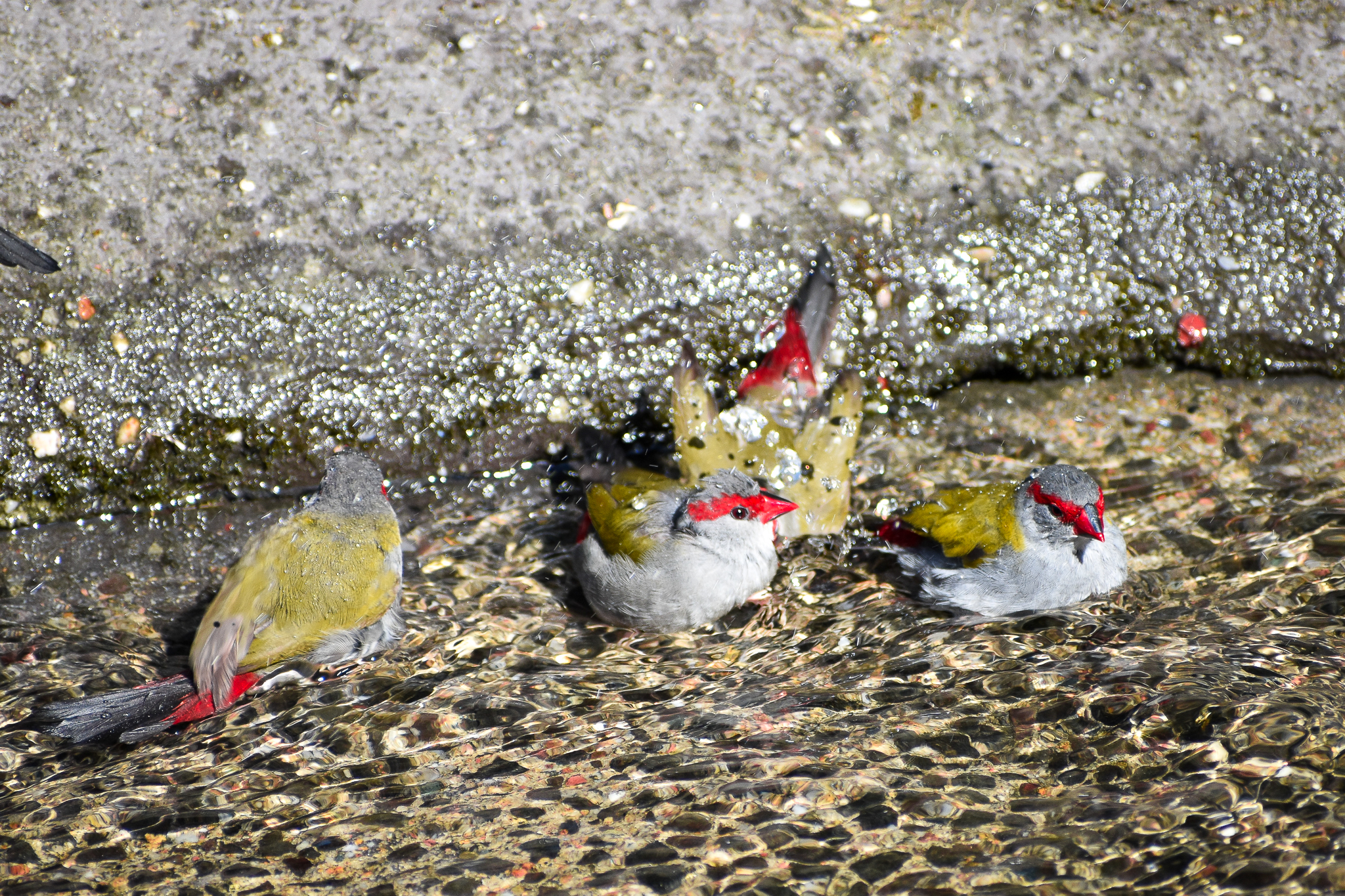 Bathing Red-browed Finches (Neochmia temporalis)