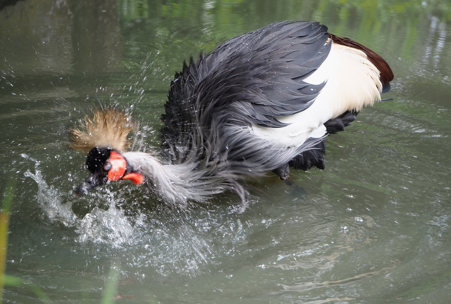 Bathing Southern grey-crowned crane (Balearica regulorum regulorum), 2021-06-15