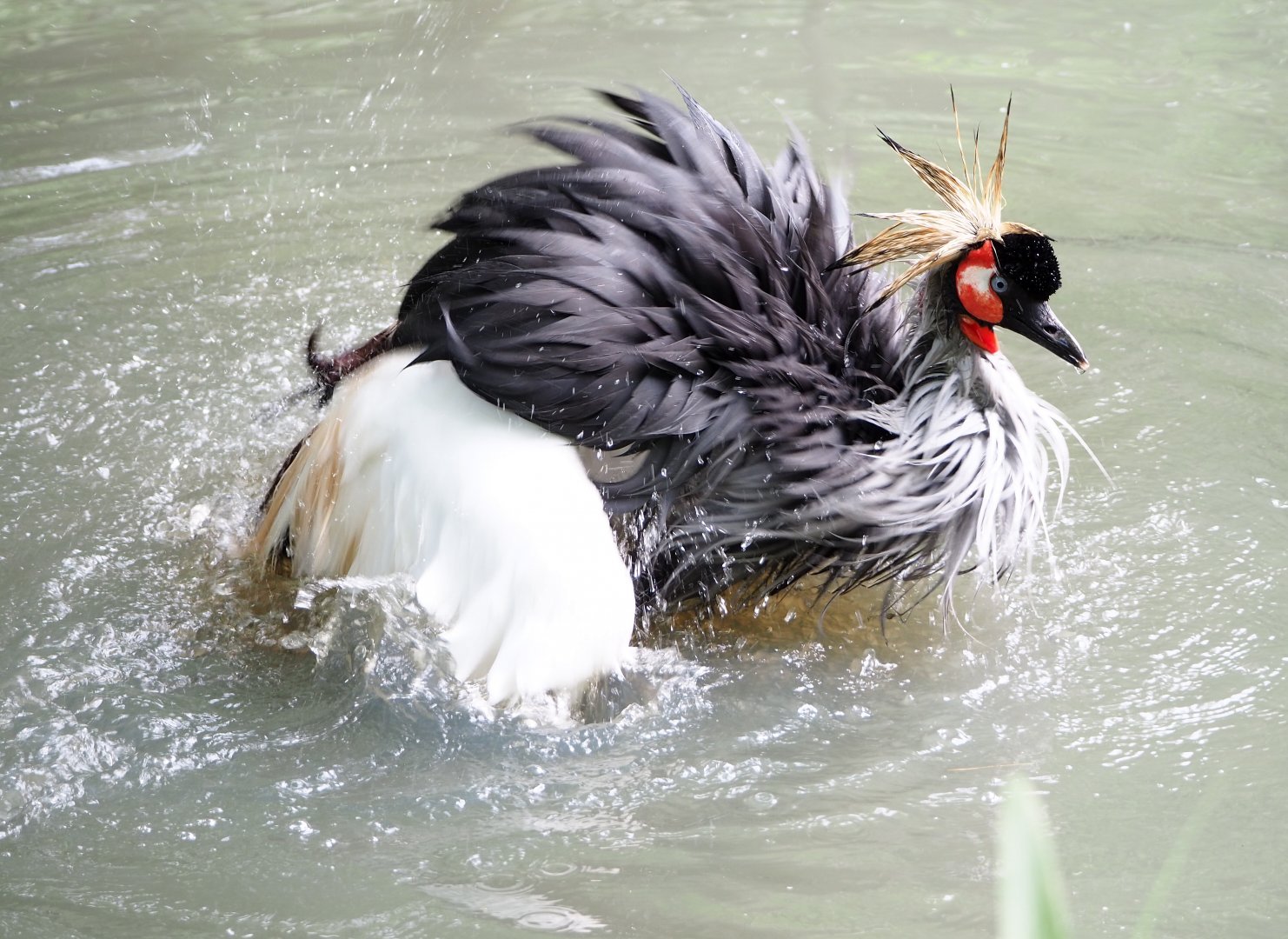 Bathing Southern grey-crowned crane (Balearica regulorum regulorum), 2021-06-15