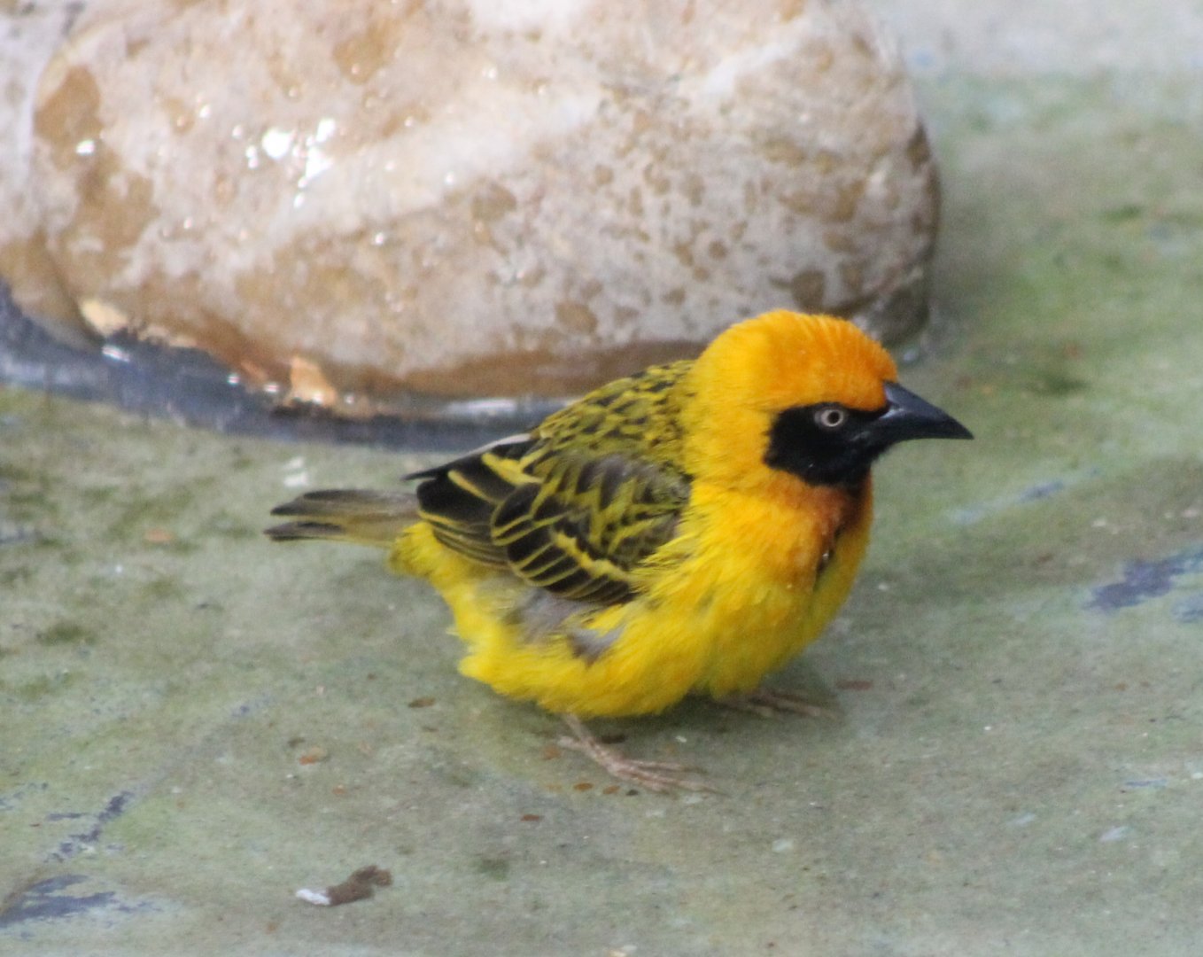 Bathing Speke's weaver