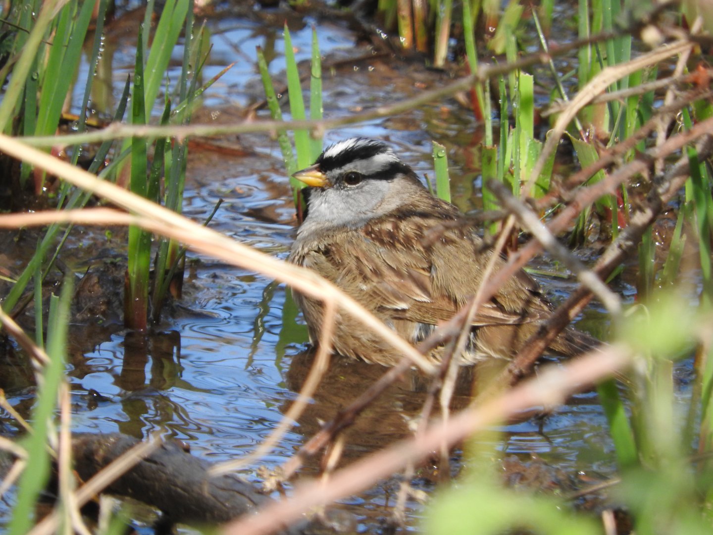 Bathing White-crowned Sparrow
