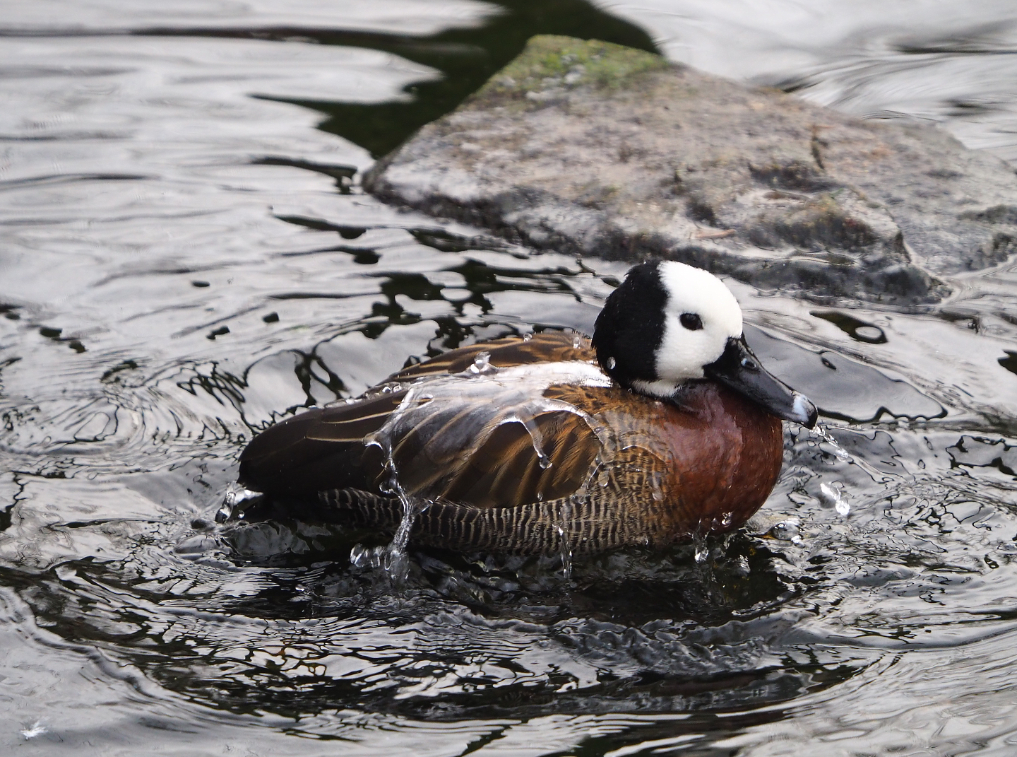 Bathing White-faced whistling duck (Dendrocygna viduata), 2020-01-11