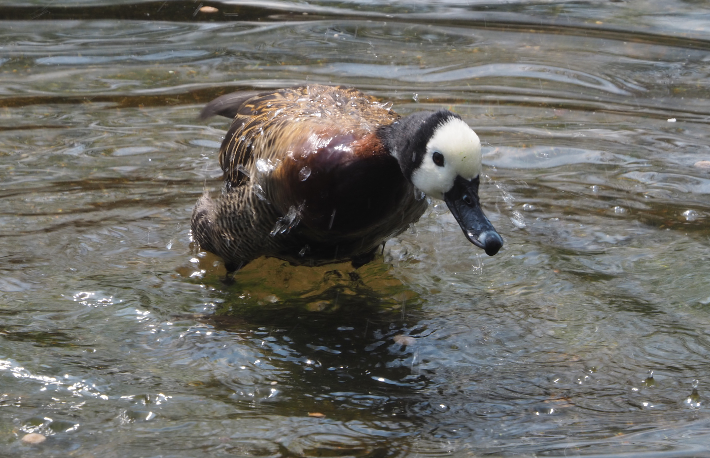 Bathing White-faced whistling duck (Dendrocygna viduata), 2021-04-20
