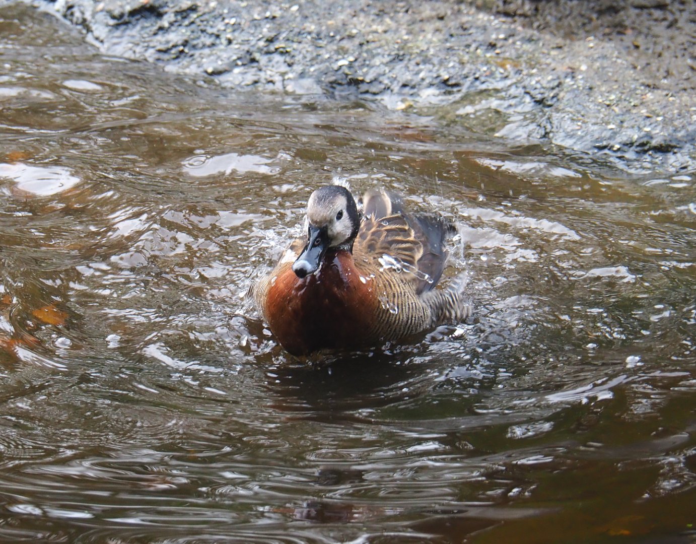 Bathing White-faced whistling duck (Dendrocygna viduata), 2021-11-06