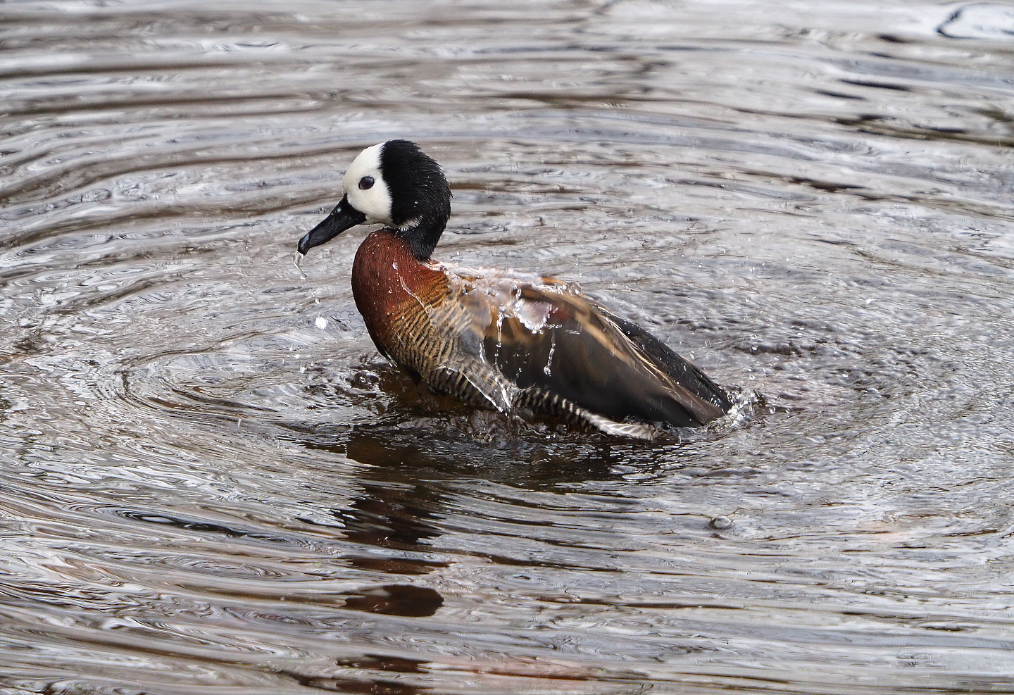 Bathing White-faced whistling duck (Dendrocygna viduata), 2021-12-07