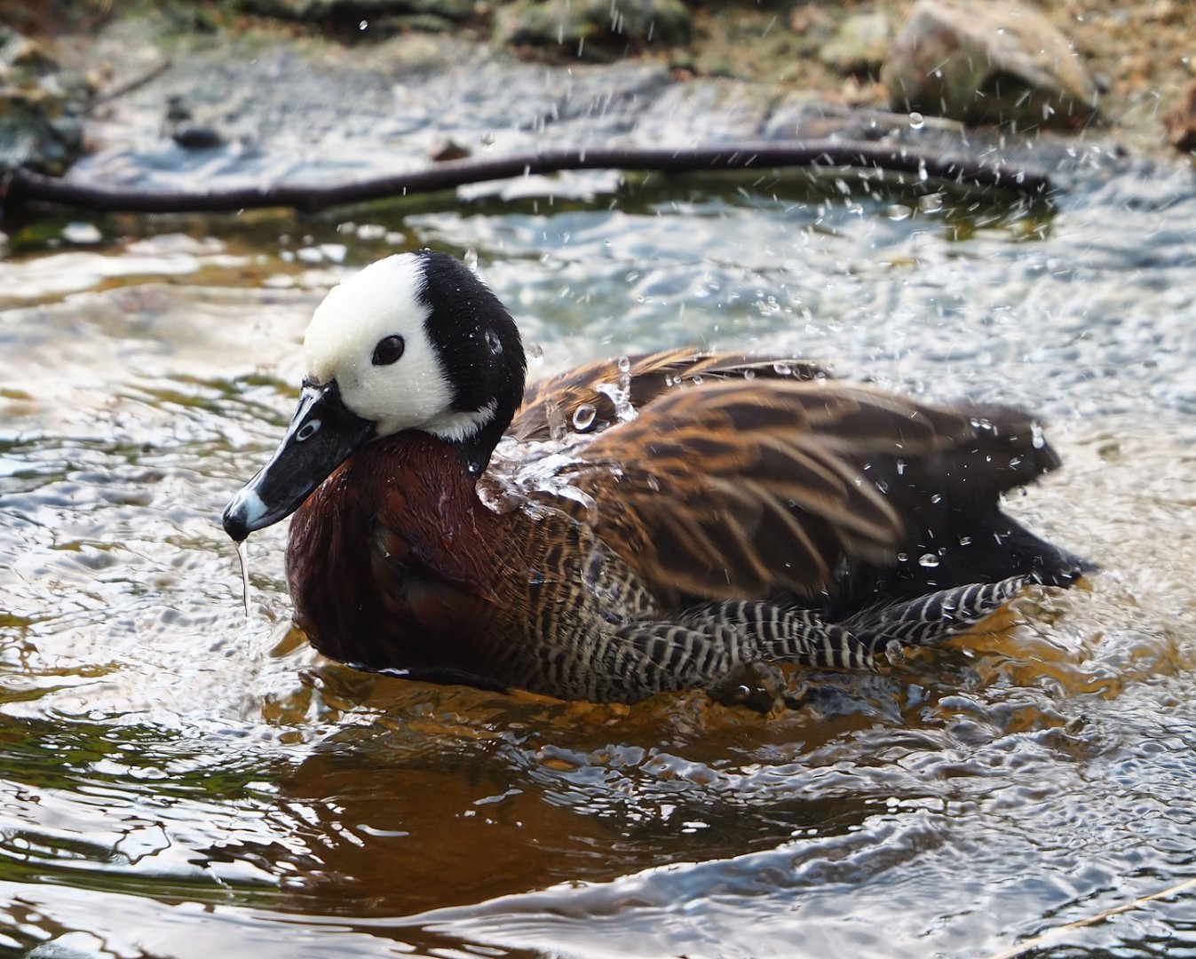 Bathing White-faced whistling duck (Dendrocygna viduata), 2023-04-18