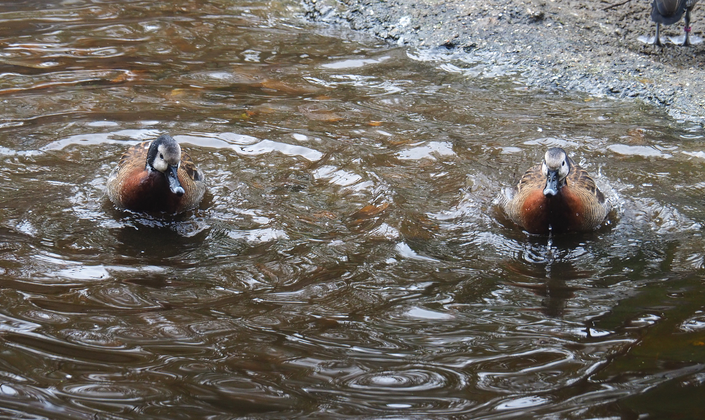Bathing White-faced whistling ducks (Dendrocygna viduata), 2021-11-06