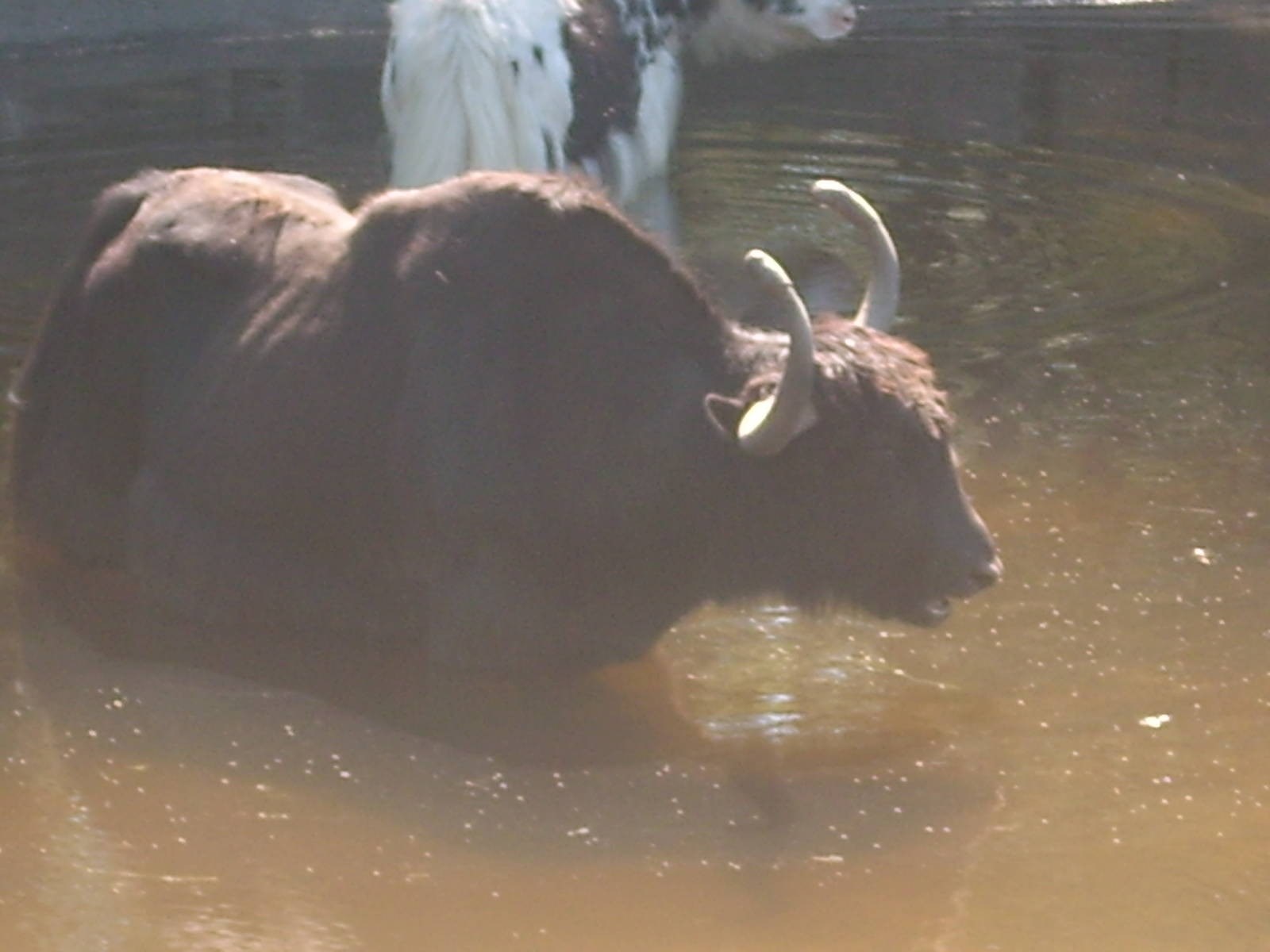 bathing yak kolmården