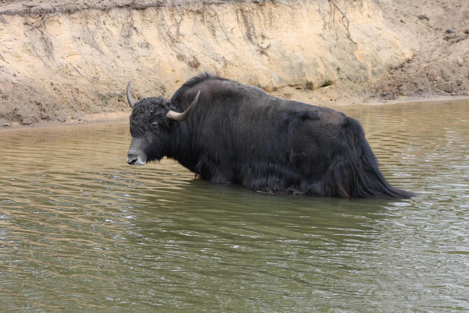 Bathing Yak