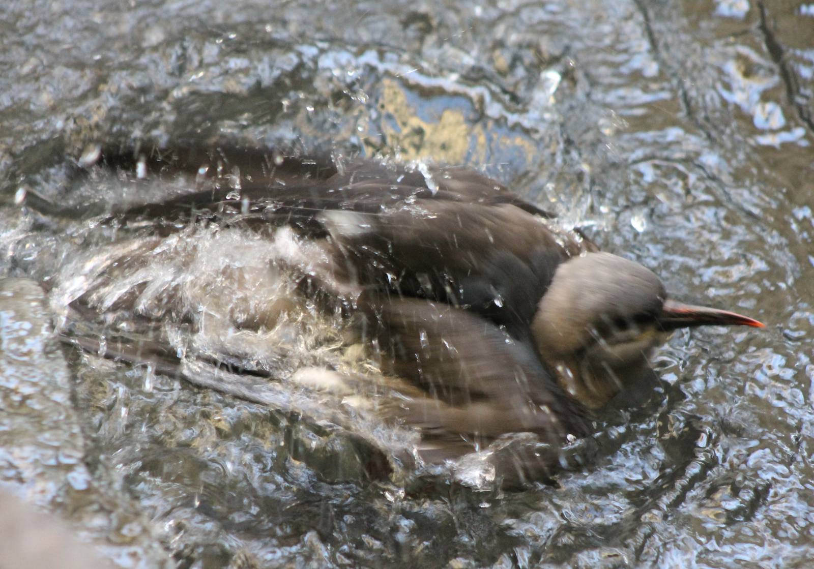 Bathing young Inca tern