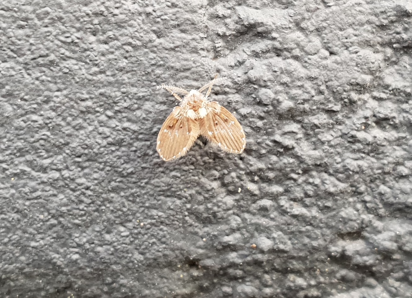 Bathroom moth midge - Clogmia albipunctata