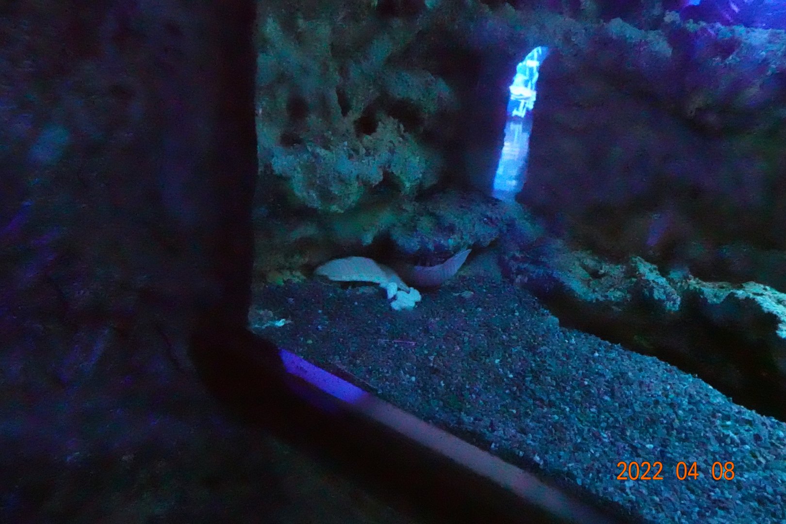 Bathynomus doederleinii-Xpark