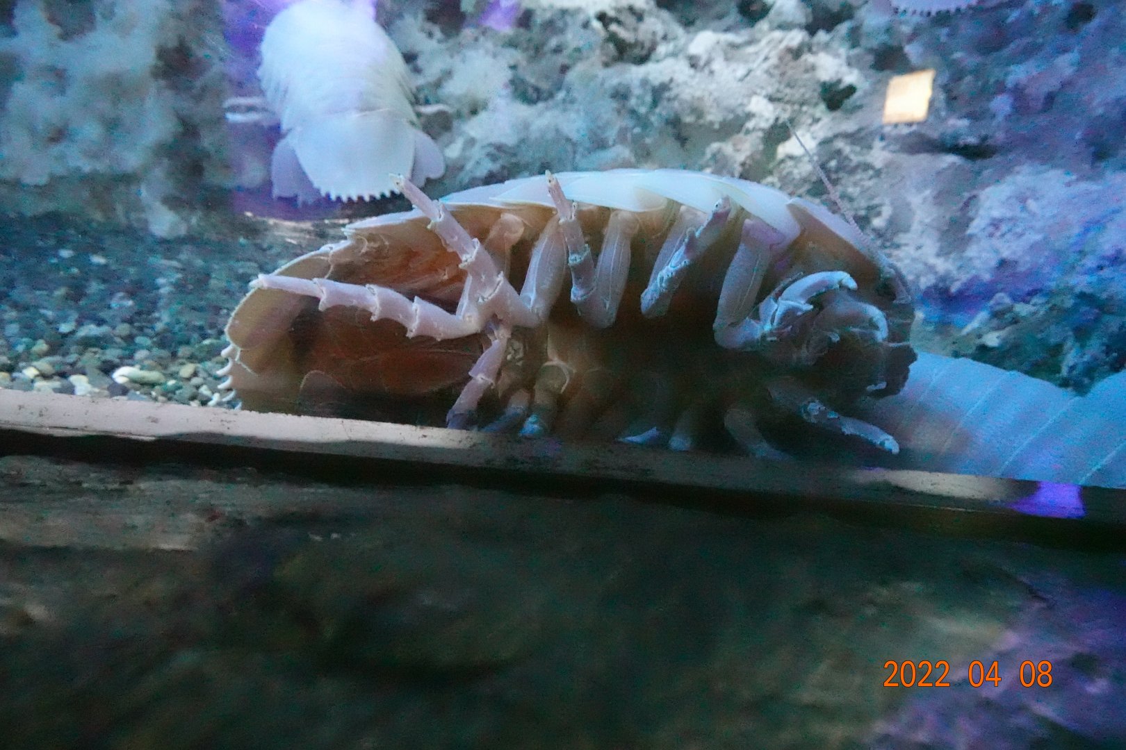 Bathynomus giganteus-Xpark