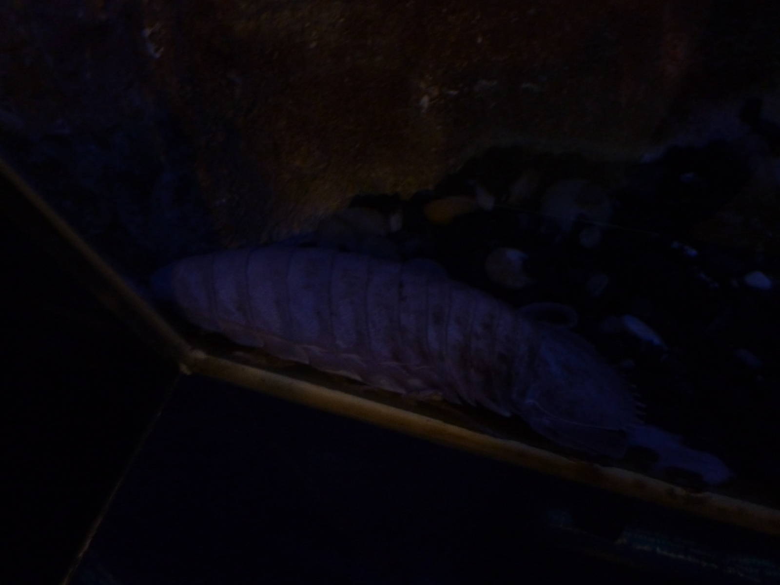 Bathynomus giganteus