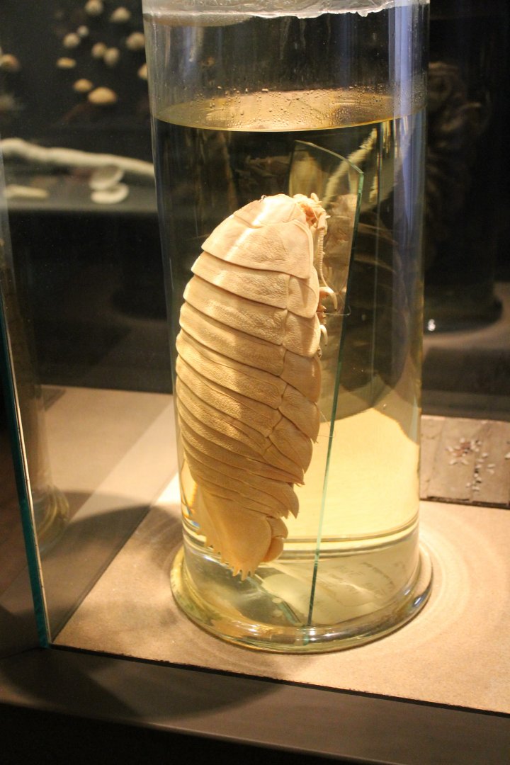 Bathynomus giganteus