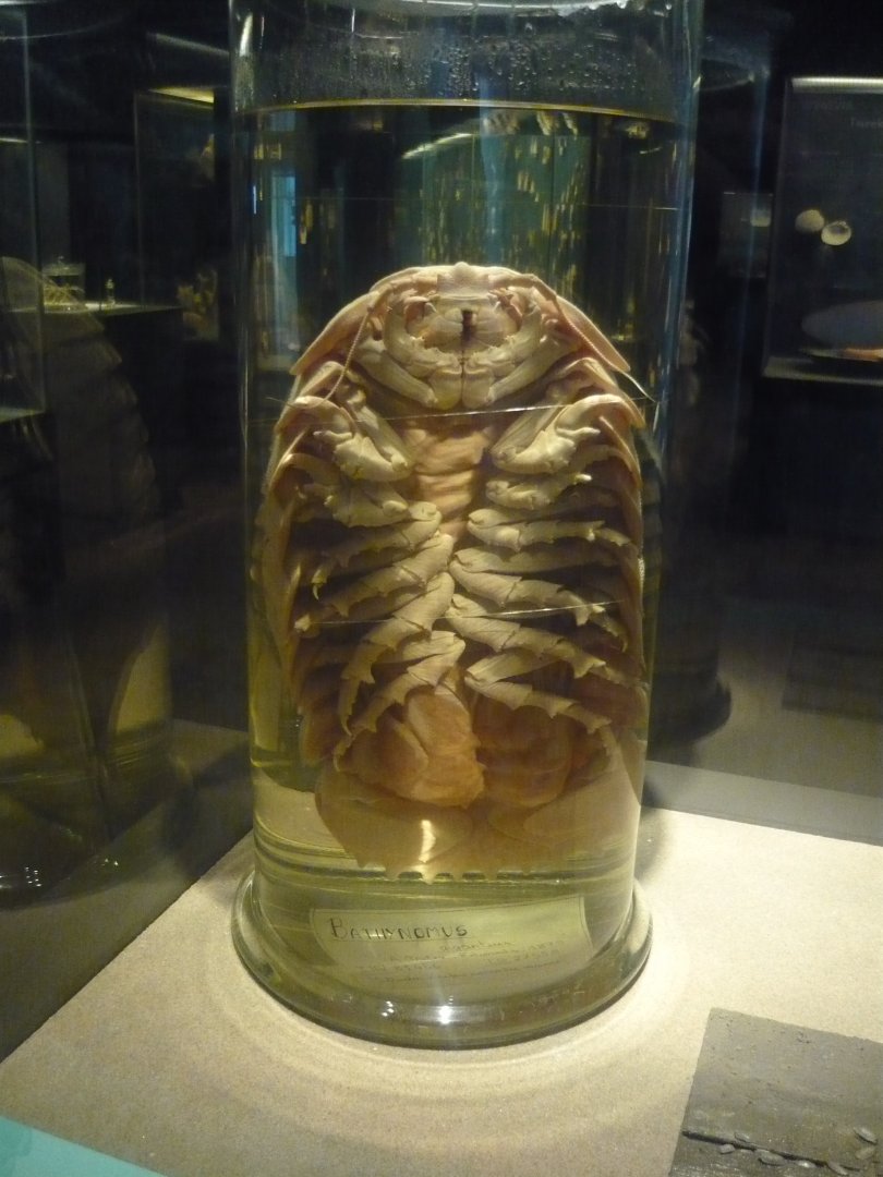 Bathynomus giganteus