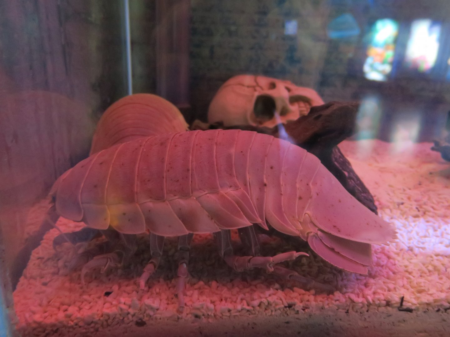 Bathynomus giganteus