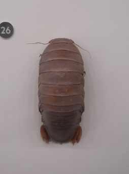 Bathynomus kapala Giant Isopod - Queensland Museum