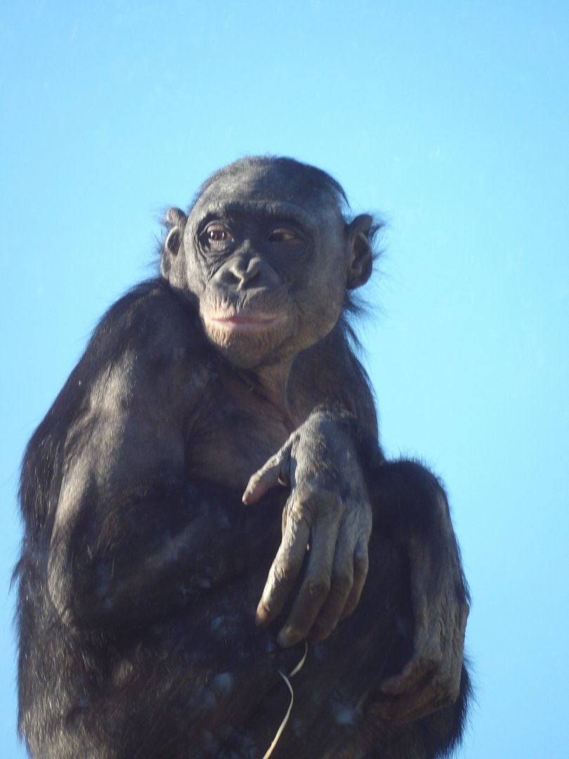 Batia (Bonobo, Pan paniscus)