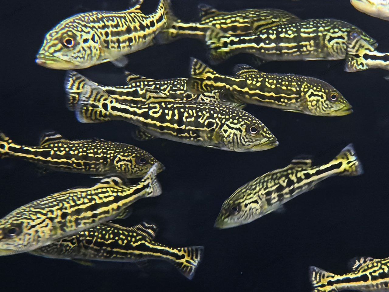 Batik Peacock Bass (Cichla sp. Batik)