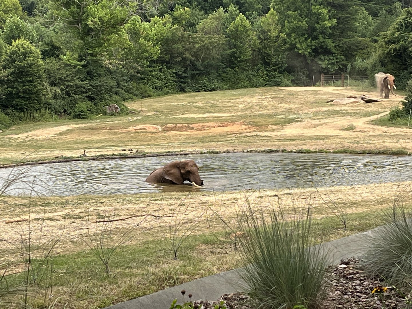 Batir beating the heat