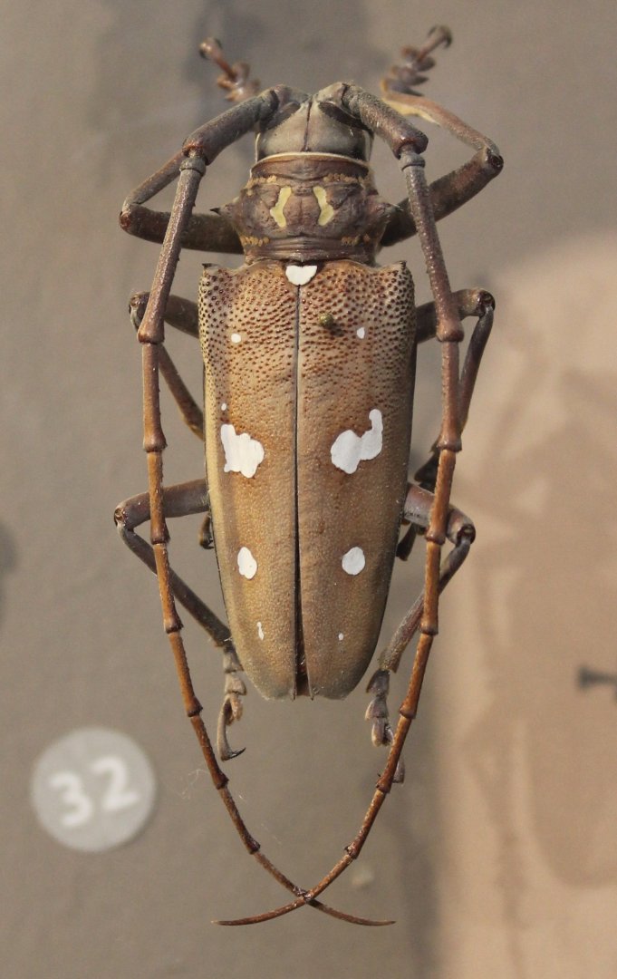 Batocera rubus
