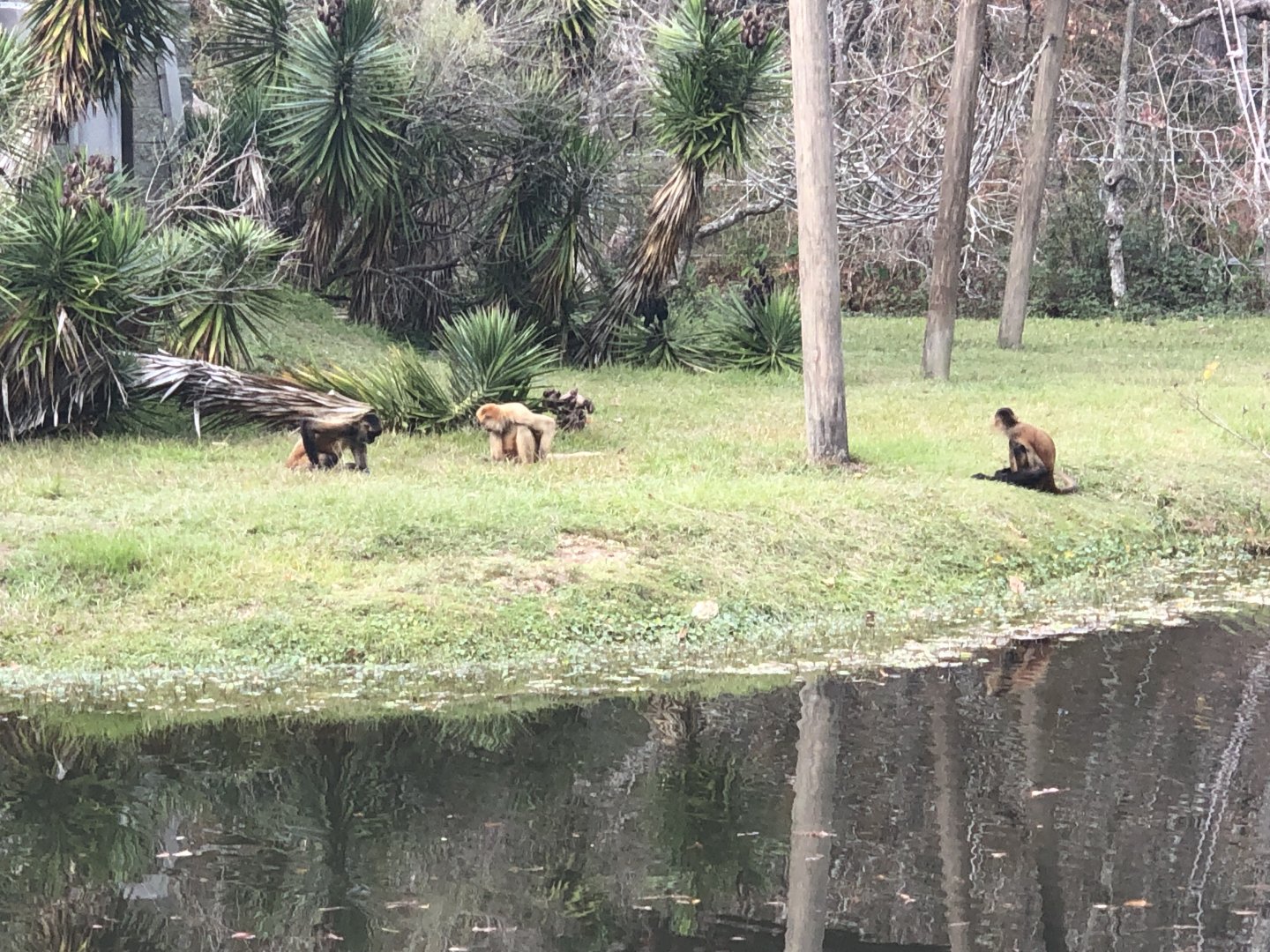 Baton Rouge Black Handed Spider Monkey Troop
