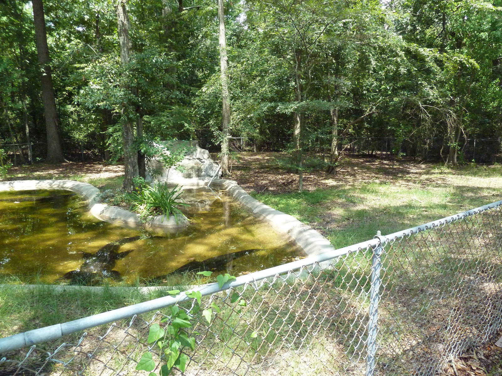 Baton Rouge Zoo - American Alligator Exhibit