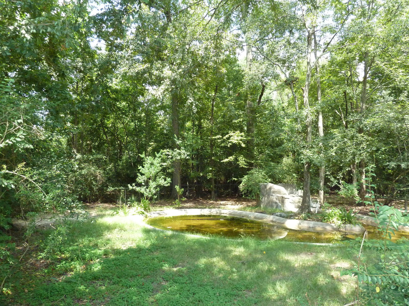 Baton Rouge Zoo - American Alligator Exhibit