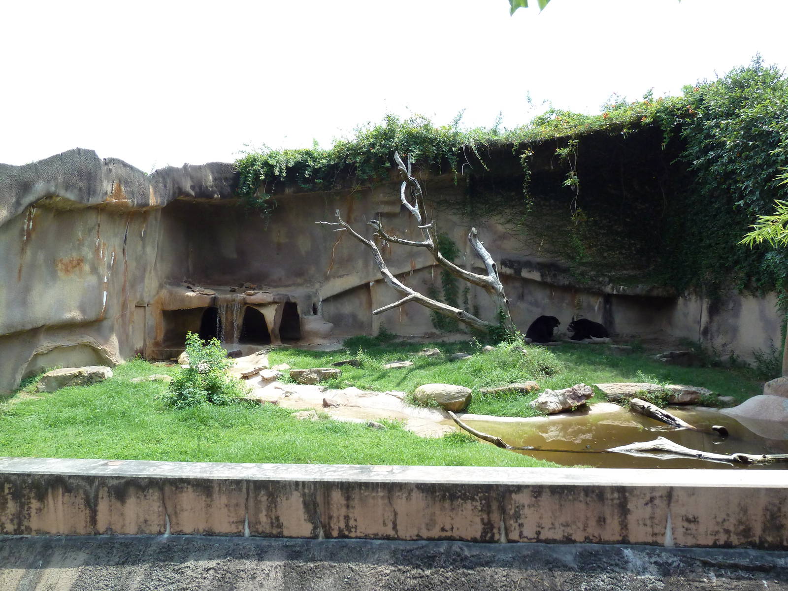 Baton Rouge Zoo - Andean Bear Exhibit