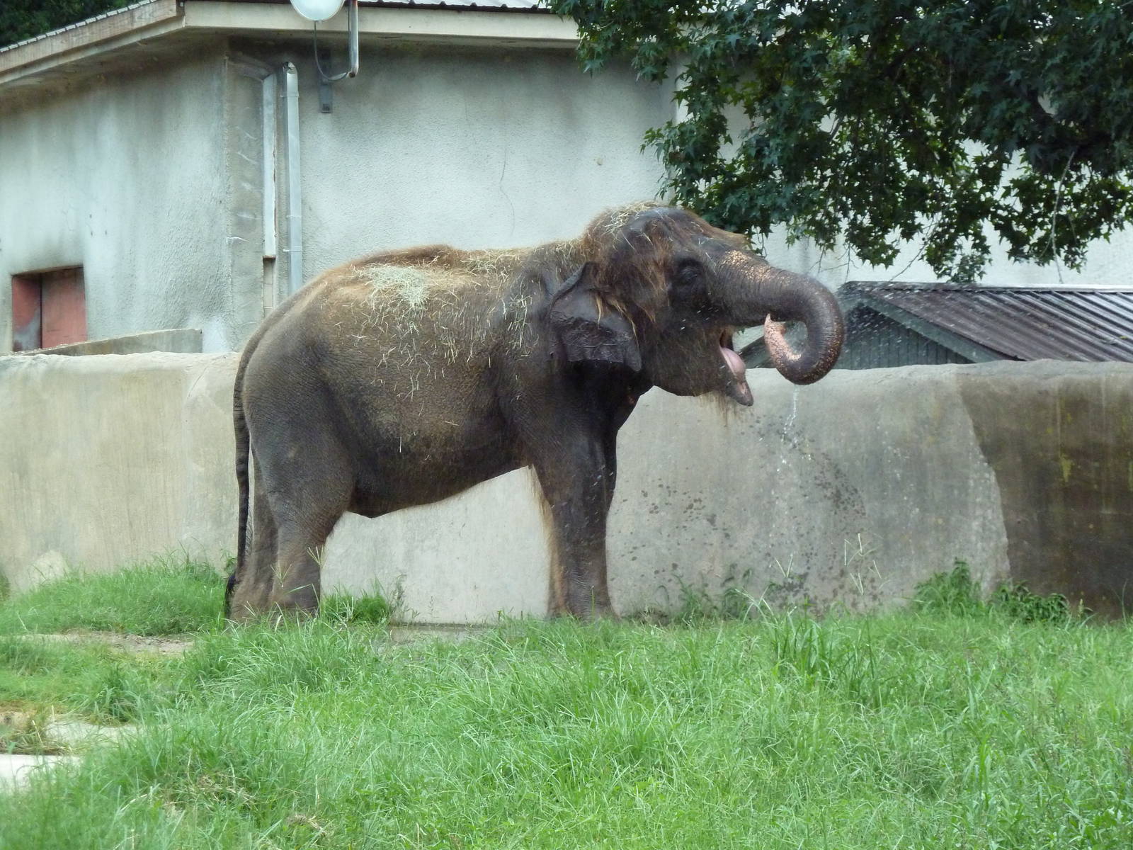Baton Rouge Zoo - Asian Elephant Drinking From A Hose