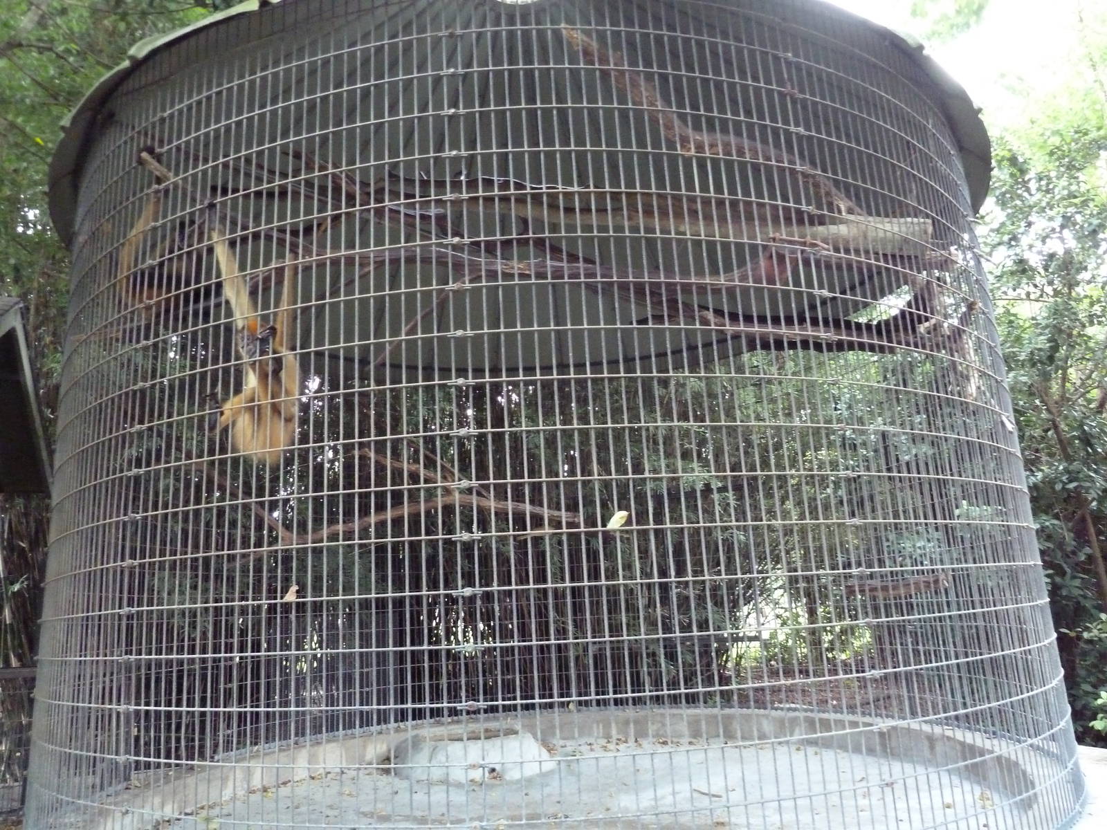 Baton Rouge Zoo - Black-Handed Spider Monkey Corn Crib Cage