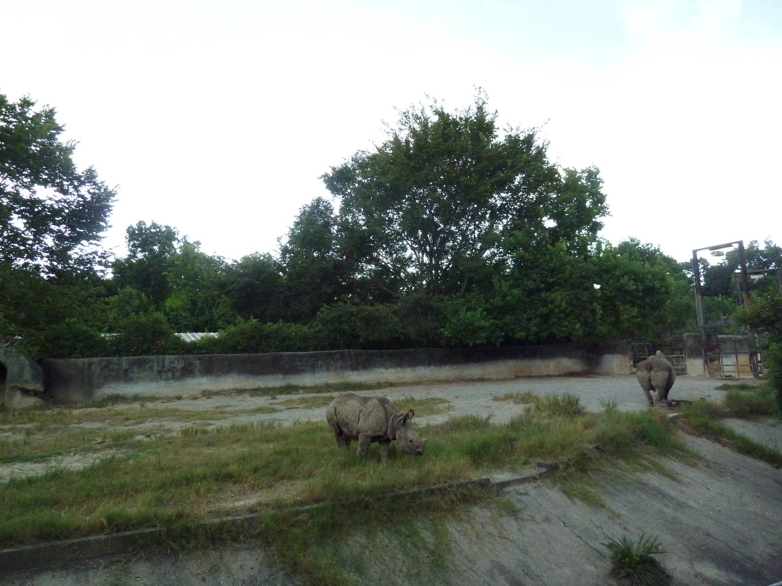Baton Rouge Zoo - Black Rhino Exhibit