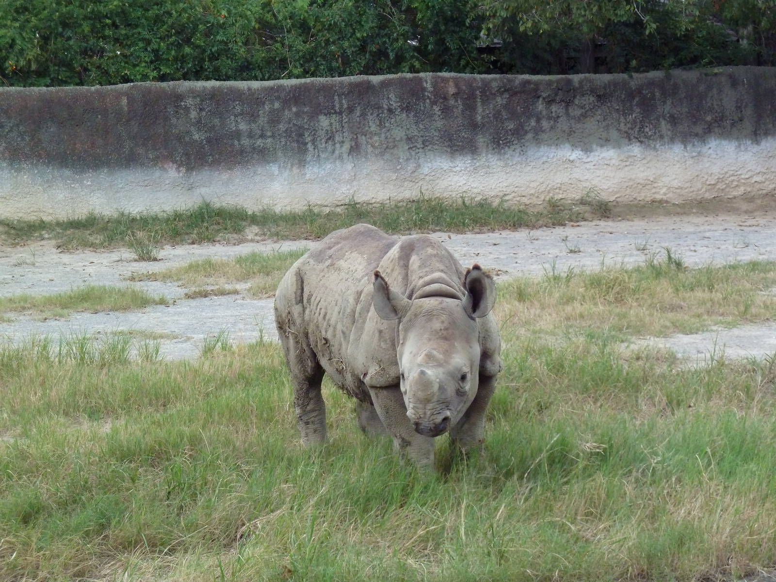 Baton Rouge Zoo - Black Rhino