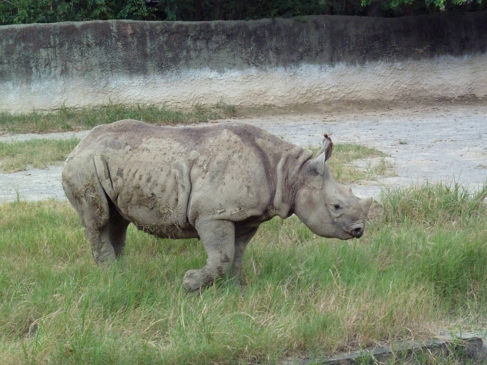Baton Rouge Zoo - Black Rhino