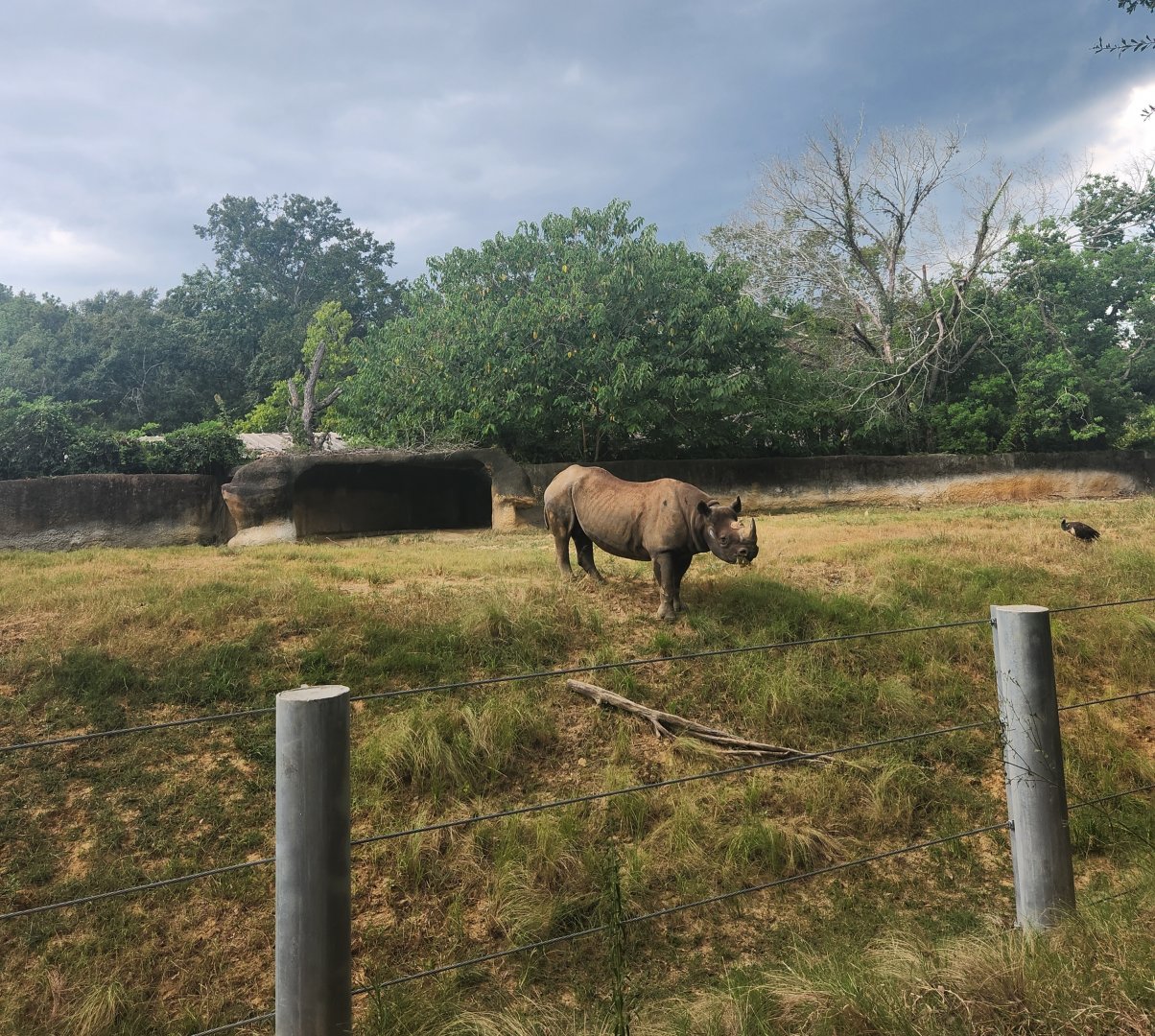 Baton Rouge Zoo - Black Rhinoceros