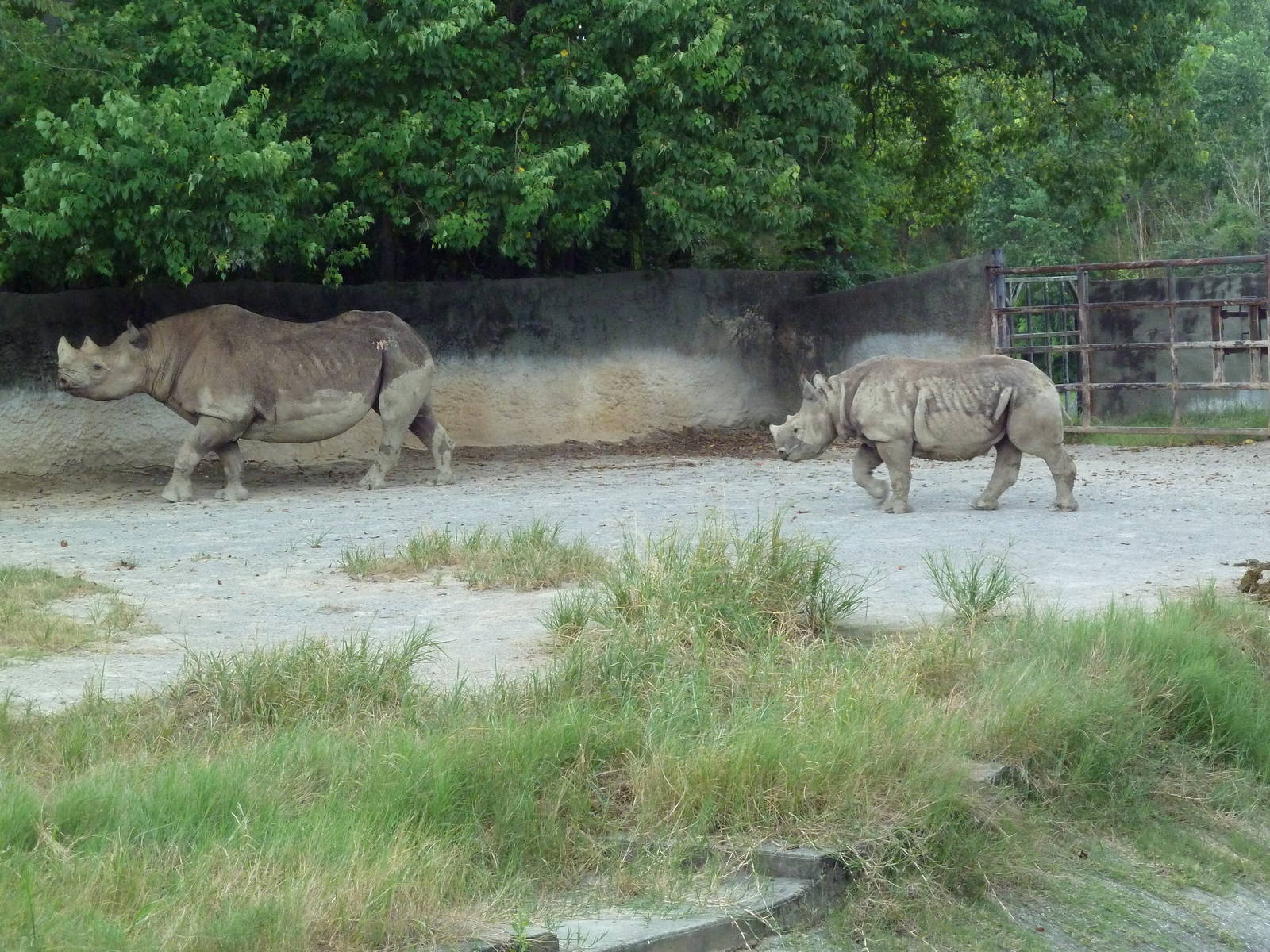 Baton Rouge Zoo - Black Rhinos