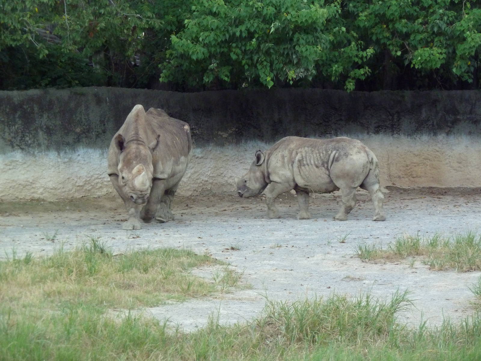 Baton Rouge Zoo - Black Rhinos